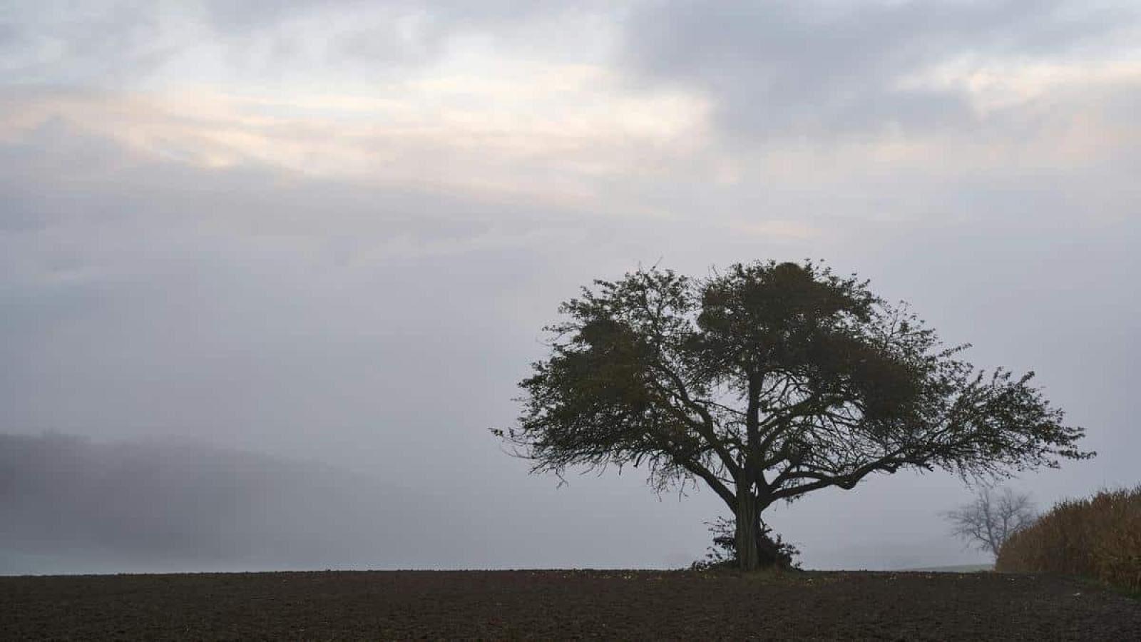 internacao-involuntaria-campinas-guia-para-familias
